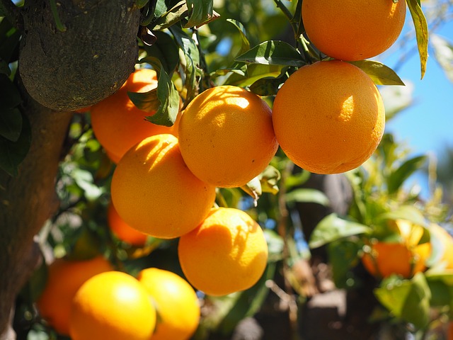 oranges-2